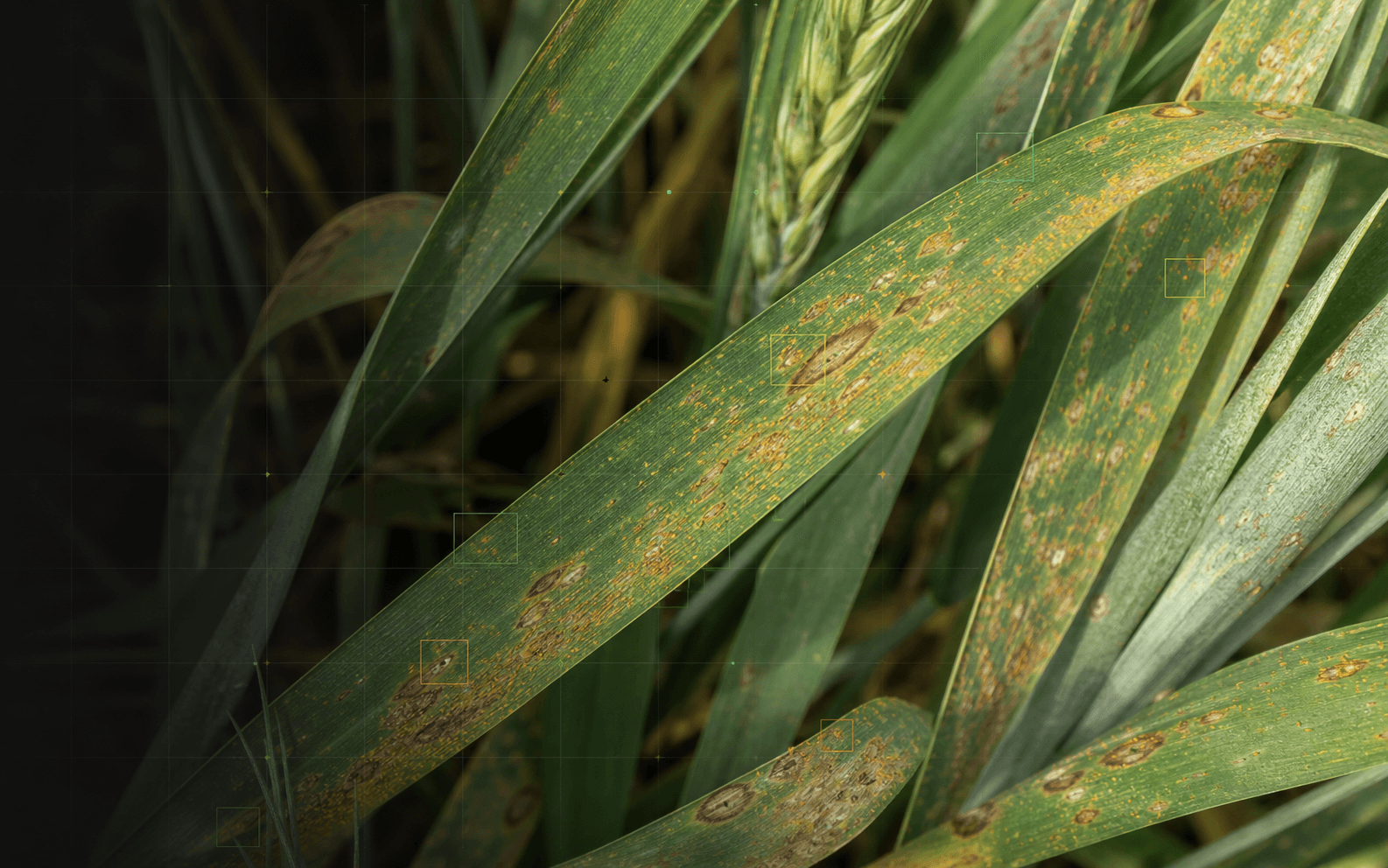 Wheat leaves analyzed for crop disease